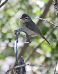 Warbling Vireo Western 0613